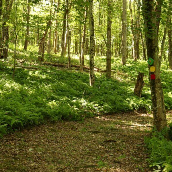 Trails Pontiac Pathways 3